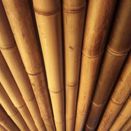 cannes bambou seches