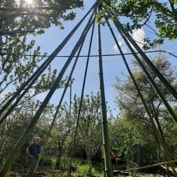 perches en bambou pour grand tipi