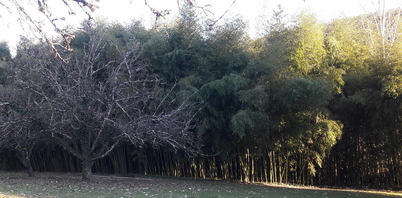 grand massif phyllostachys viridiglaucescens