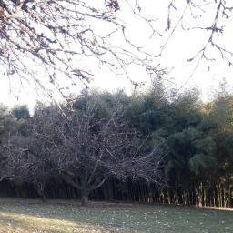grand massif phyllostachys viridiglaucescens dordogne eyzies