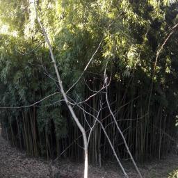 gros massif bambou à contrôler