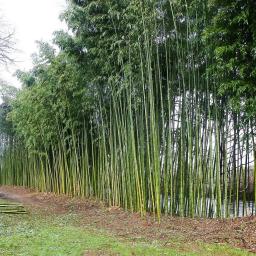 massif bambou entretenu dordogne vézère