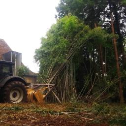 Spaghettification bambous géants