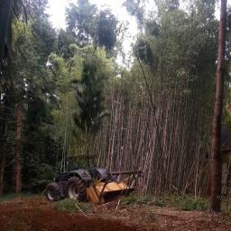 broyage bambous géants et rhizome