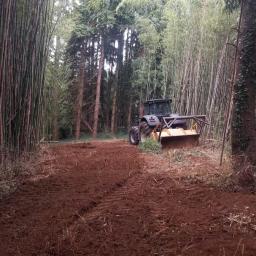 broyage massif bambous géants et rhizome